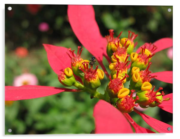 the flower  Acrylic by swapan nagpal