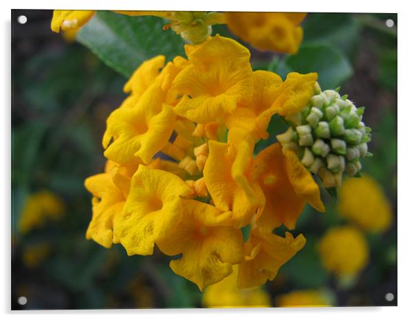 yellow flower Acrylic by swapan nagpal