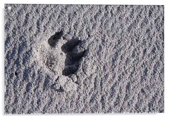 Footprint in the sand Acrylic by Kevin Murphy
