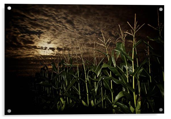 Night Corn Acrylic by Thomas Seear