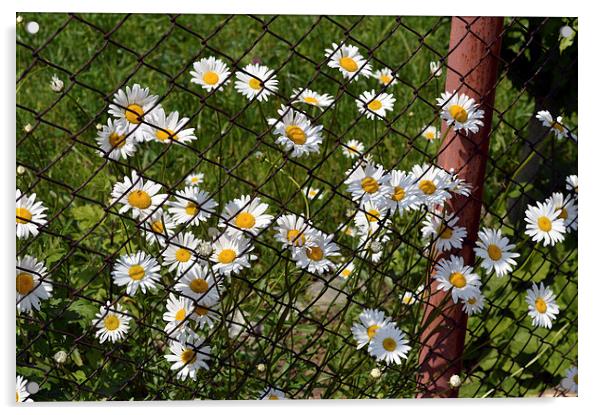 Daisy flower escape plan Acrylic by Adrian Bud