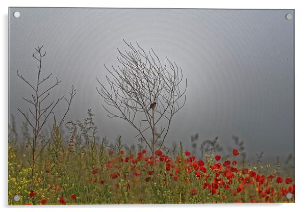 small bird guarding the poppy field Acrylic by Adrian Bud