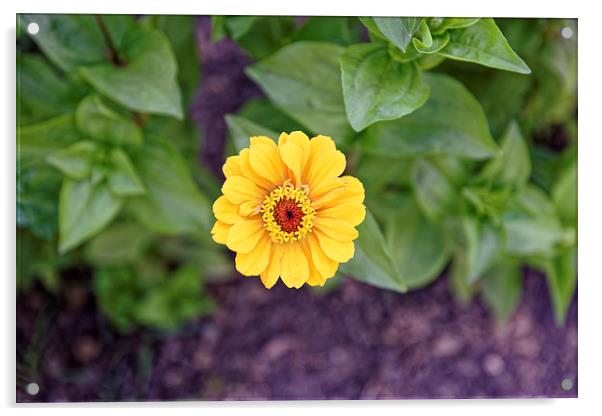 yellow gerbera like garden flower Acrylic by Adrian Bud