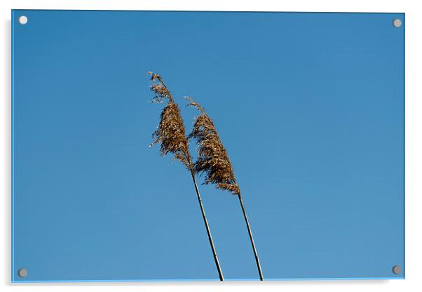 straw in the wind Acrylic by Adrian Bud
