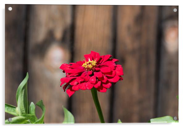 Red flower at the wooden fence Acrylic by Adrian Bud