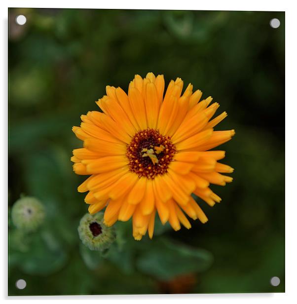 Marigold flower Acrylic by Adrian Bud