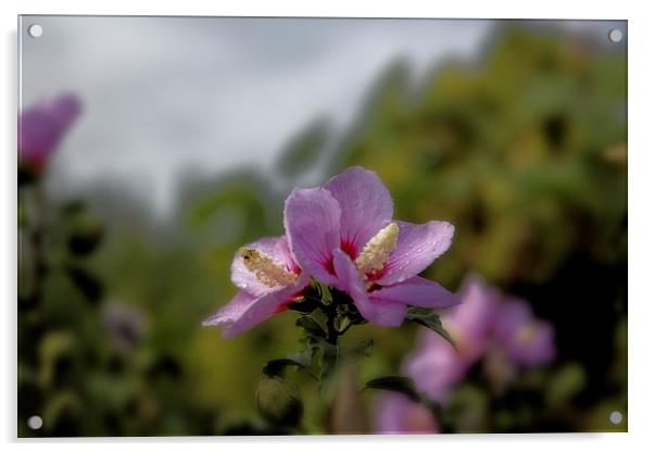 pink flower after rain Acrylic by Adrian Bud