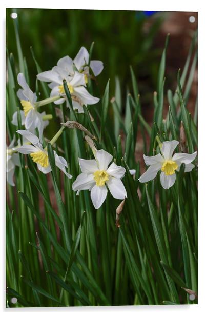 white daffodils Acrylic by Adrian Bud