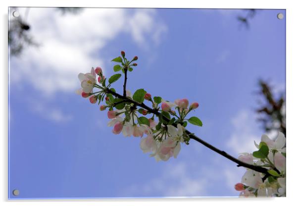 Blossom apple backlit cloudy sky Acrylic by Adrian Bud