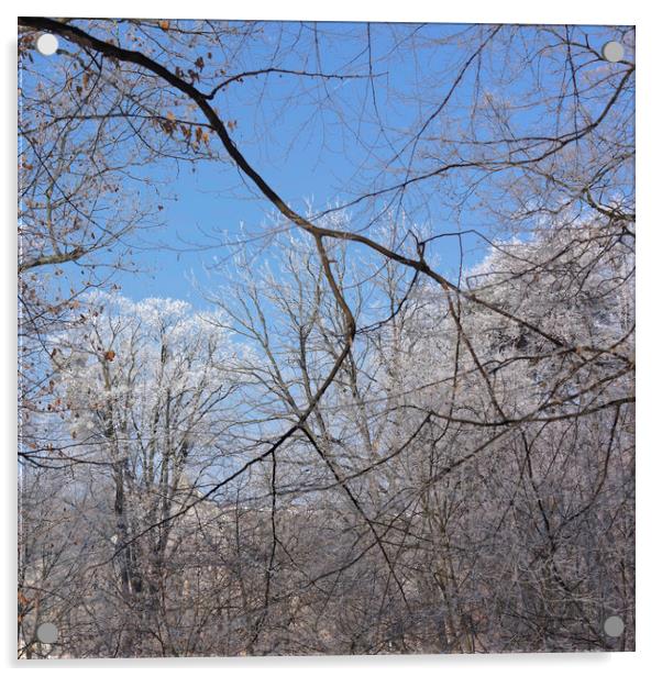 Snowy branches on blue sky Acrylic by Adrian Bud