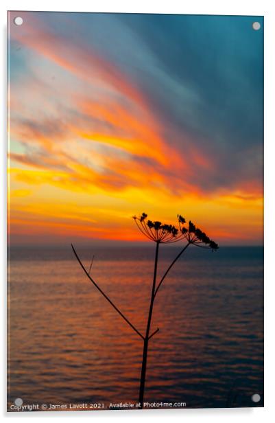 Flora Sunset Silhouette Acrylic by James Lavott