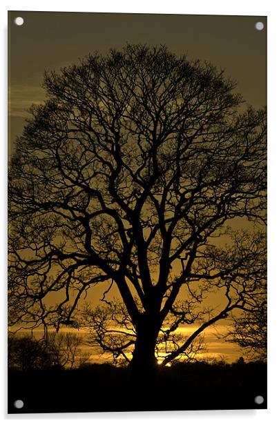 Sycamore Silhouette Acrylic by James Lavott