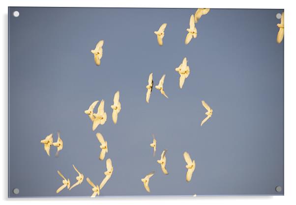White Doves In Flight Acrylic by James Lavott