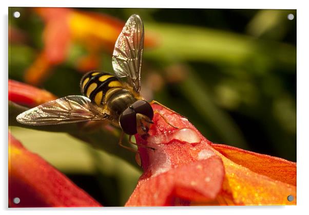 Hoverfly at Rest Acrylic by James Lavott