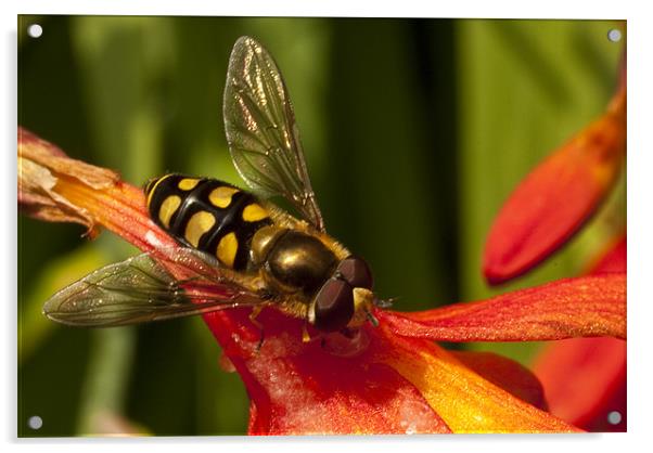 Hoverfly Acrylic by James Lavott