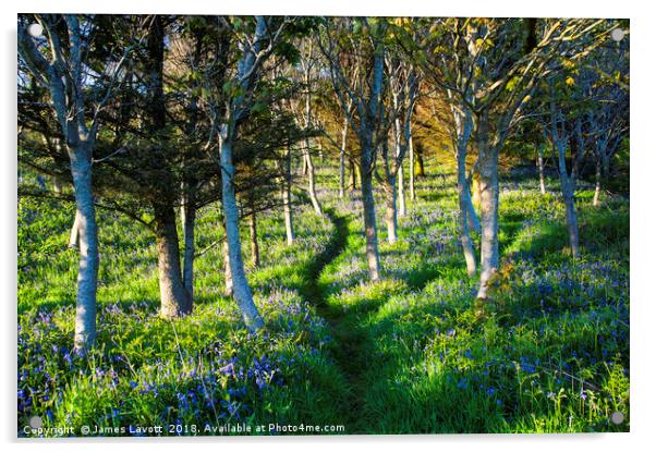 Bluebell Path Acrylic by James Lavott