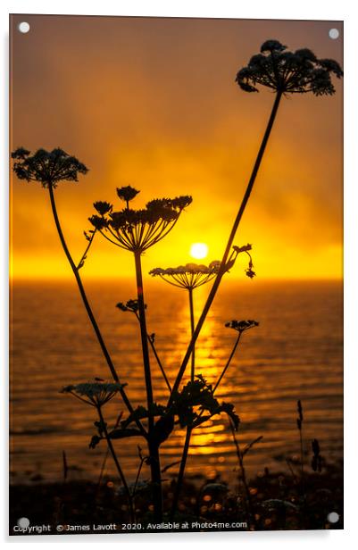 Gyrn Flora & Sunset Acrylic by James Lavott