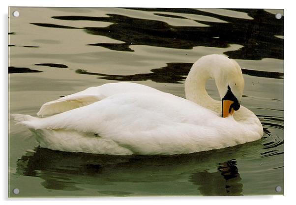 Swan Acrylic by John Willsher