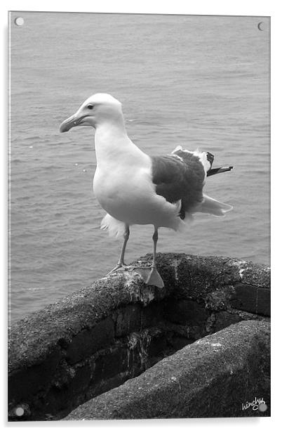gull on point Acrylic by Paul Hinchcliffe