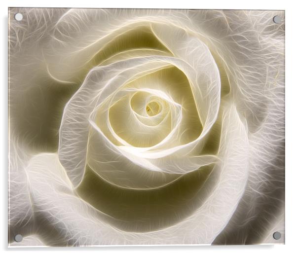 White Rose Light Acrylic by Darren Smith