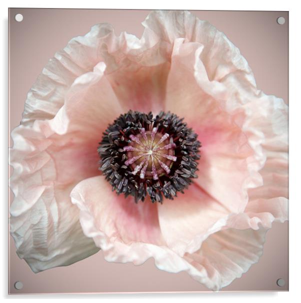 Poppy Acrylic by Brian Haslam
