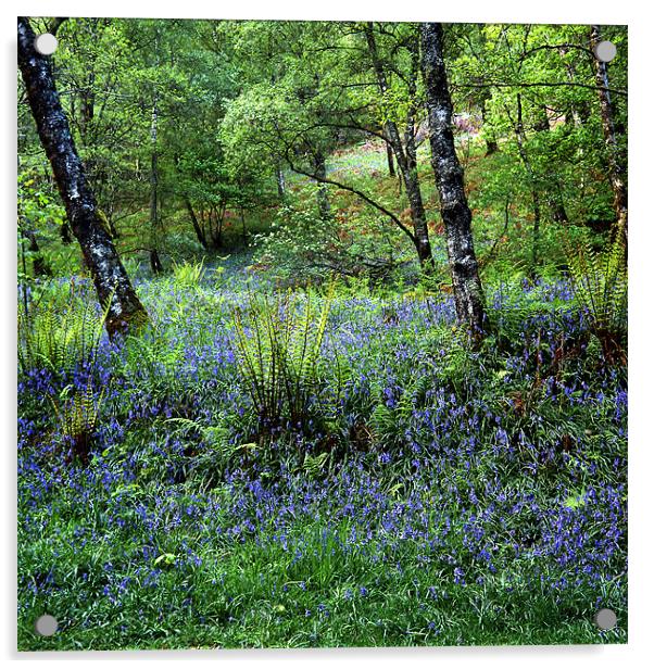 Bluebell Wood Acrylic by James Mc Quarrie