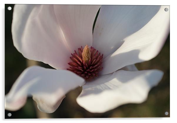 Magnolia Acrylic by Luis Lajas