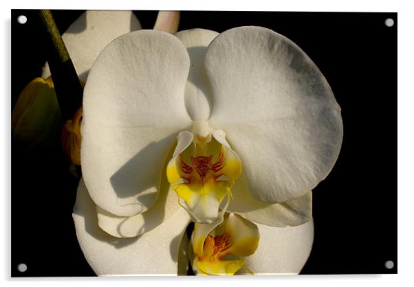 Phalaenopsis Acrylic by Luis Lajas