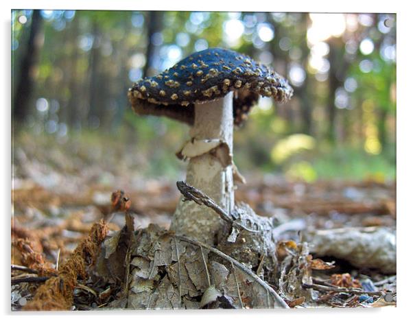 A mushroom Acrylic by Luis Lajas