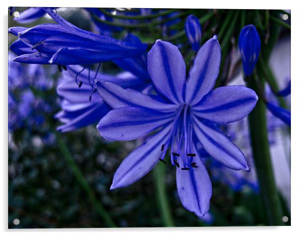 Subtle Blue Flower Acrylic by Luis Lajas