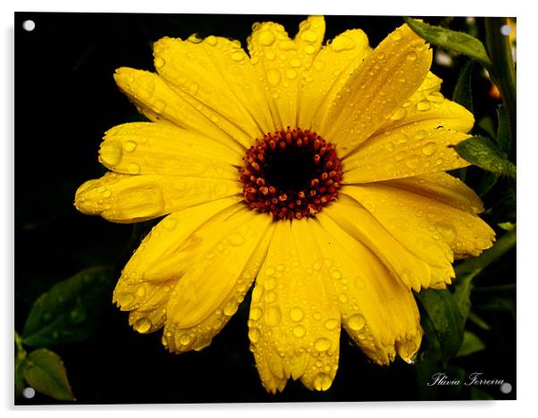 Yellow flower Acrylic by Flavia Ferreira