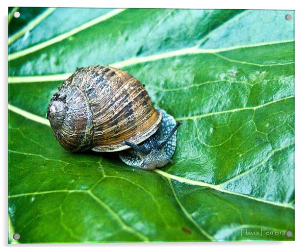 A snail Acrylic by Flavia Ferreira