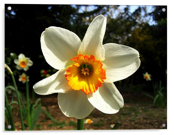 White/Yellow/Orange Daffodil Acrylic by George Thurgood Howland