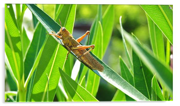 Big Locust on Leaves Acrylic by George Thurgood Howland