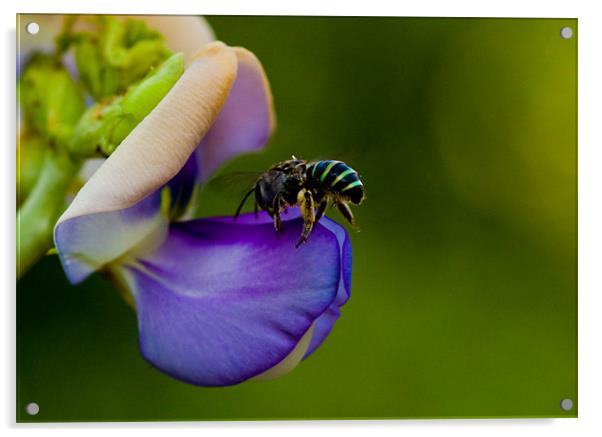 Wild bee on a flower Acrylic by Robinson Thomas