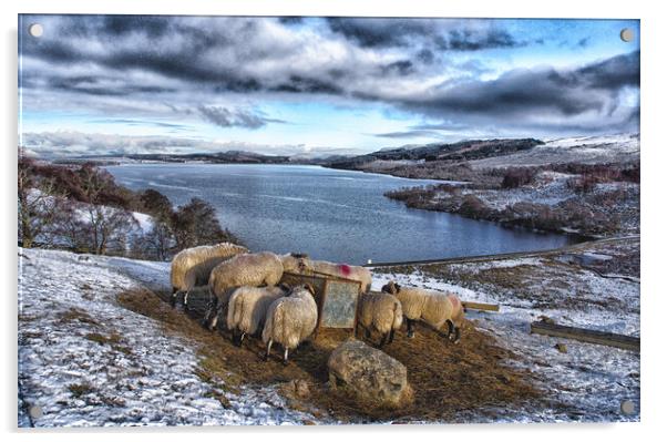 Sheep feeding in snowy landscape Scotland Acrylic by Jacqi Elmslie