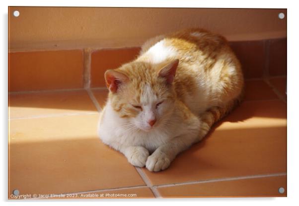 Sleeping ginger cat Acrylic by Jacqi Elmslie