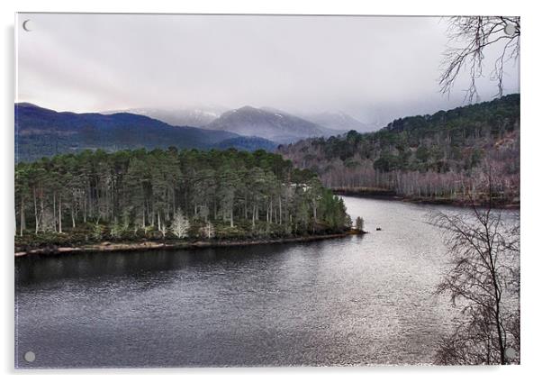 Winter in Glen Affric Acrylic by Jacqi Elmslie