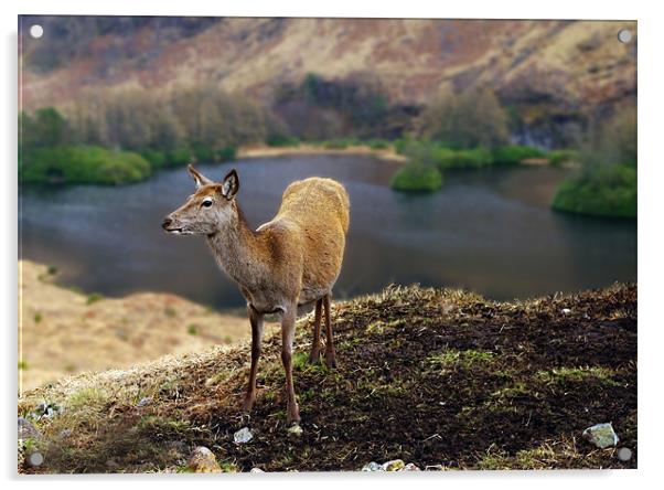 Red Deer Glen Etive Acrylic by Jacqi Elmslie