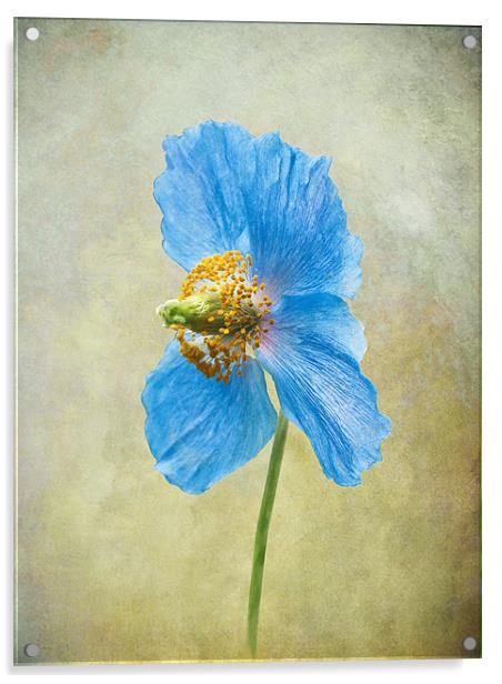 Blue Poppy Acrylic by Jacqi Elmslie