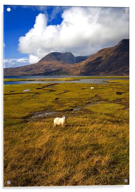 Posing Sheep Loch Torridon Acrylic by Jacqi Elmslie