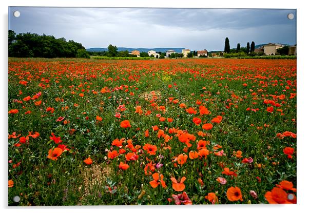 Poppy Field In Provence Acrylic by Jacqi Elmslie