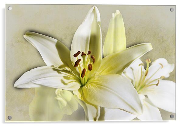 White Casablanca Lilies Acrylic by Jacqi Elmslie