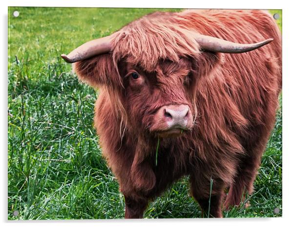 Highland Cow Acrylic by Jacqi Elmslie