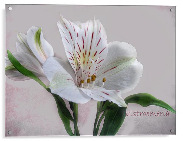 Alstroemeria Acrylic by Jacqi Elmslie