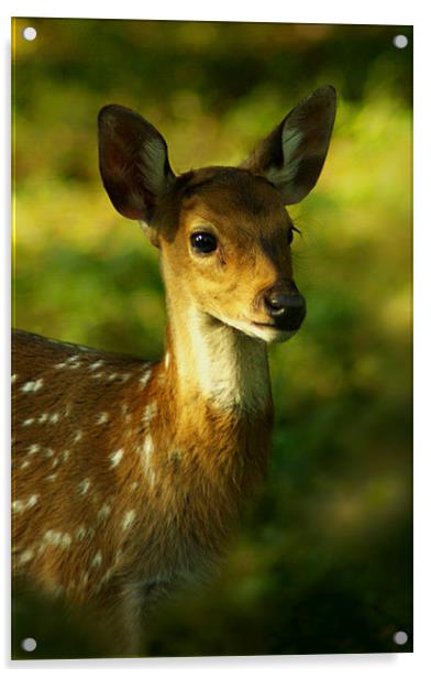Little Bambi Deer Acrylic by Jacqi Elmslie