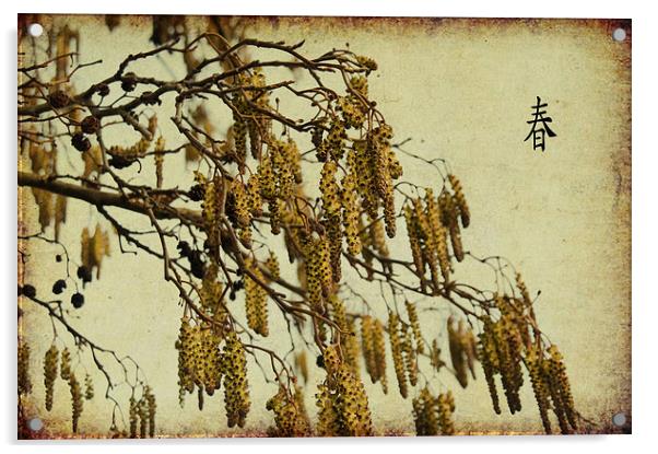 Spring Catkins Acrylic by Jacqi Elmslie