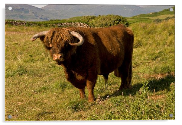 Highland Cow Scotland Acrylic by Jacqi Elmslie
