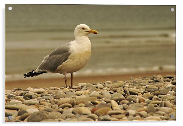 The Grumpy Gull  Acrylic by Jacqi Elmslie