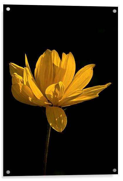  Yellow Coreopsis Flower Acrylic by Jacqi Elmslie
